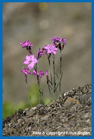Pfingstnelken  (Dianthus gratianopolitanus) am Steilhang zum Ederseeufer.