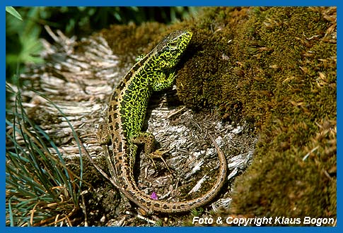 Das leuchten grngefrbte Zauneidechsen (Lacerta agilis) Mnnchen nimmt ein Sonnenbad auf dem Moospolster einer bemoosten Blockhalde.