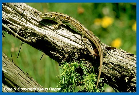 Zauneidechsen (Lacerta agilis). Weibchen fehlt die grne Frbung.