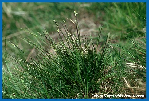 Blhendes Borstgras (Nardus stricta)