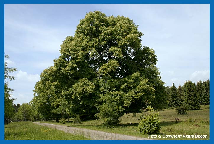 Groe Sommerlinde am Wegesrand