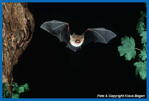 Bechsteinfledermaus fliegt an Naturhhle vorbei