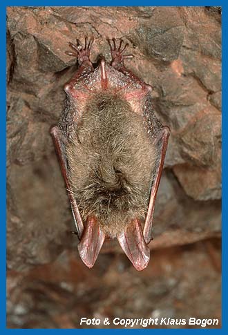 Bechsteinfledermaus in einem Bergwerkstollen im Winterschlaf