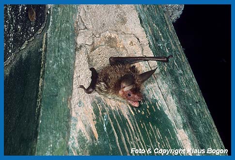 Bechsteinfledermaus verlt Quartier was zuvor vom Kleiber genutzt wurde.