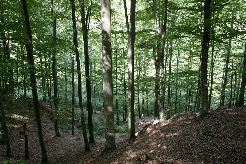 Buchenwald im Nationalpark Kellerwald