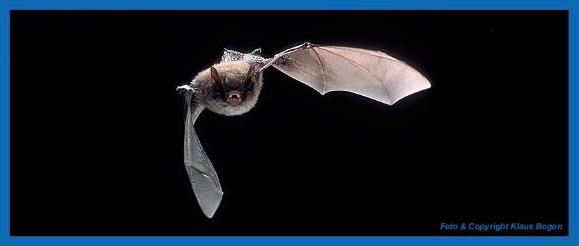 Kleine Bartfledermaus (Myotis mystacinus), Flugaufnahme