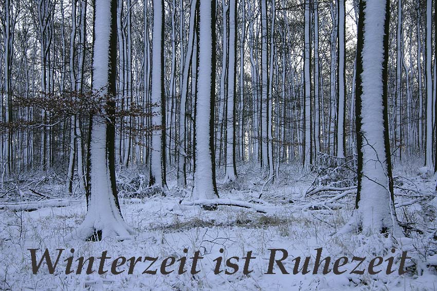 Winterlicher Buchenbestand im Nationalpark Kellerwald