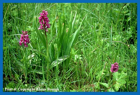 Das Breitblttrige Knabenkraut (Dactylorhiza majalis)  wchst auf Feuchtwiesen und Niedermooren. Diese Art ist auf den Frankenauer Wiesen noch anzutreffen.