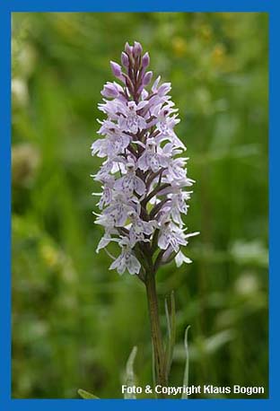 Geflecktes Knabenkraut (Dactylorhiza maculata) Bltenstand