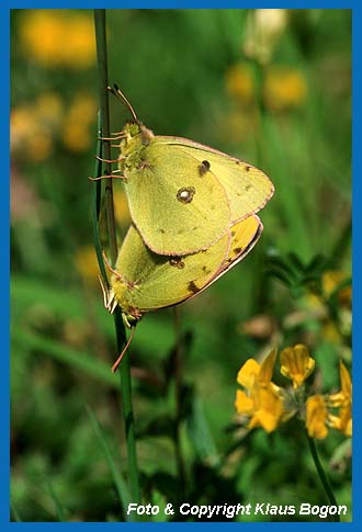 Gemeiner Heufalter oder  Goldene Acht (Colias hyale) bei der Kopula.