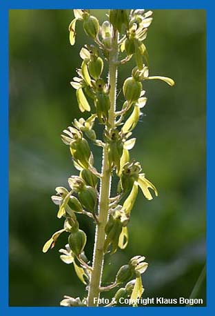 Groes Zweiblatt (Listera ovata), Bltenstand im Gegenlicht