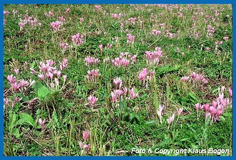 Die Herbstzeitlose (Cakchicum autumnale) blht im Herbst auf  Feuchtwiesen. Die walnugroe  Fruchtkapsel erscheint jedoch erst im Frhjahr des folgenden Jahres.