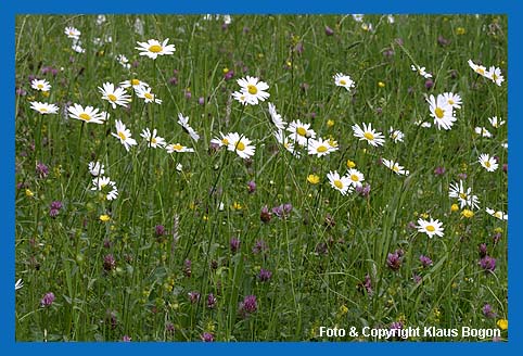 Mageriten (Chrysanthemum leucanthemum) in einer Mhwiese