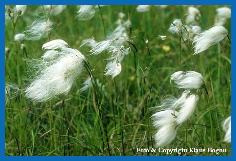 Wollgrser sind typisch fr Feuchtwiesen, sind jedoch vielerorts verschwunden.