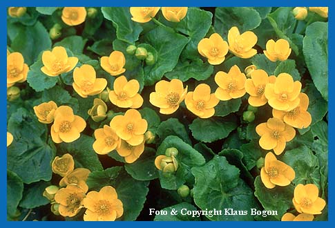 Sumpfdotterblume (Caltha palustris)