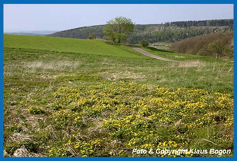 Bestand der Sumpfdotterblume bei Frankenau