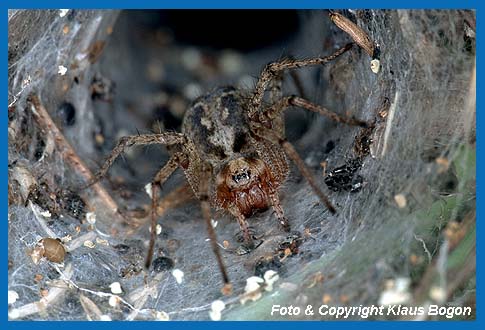 Die Trichternetzspinne (Agelena lapyrinthica) lauert  in der Rhrenmndung auf Beute.