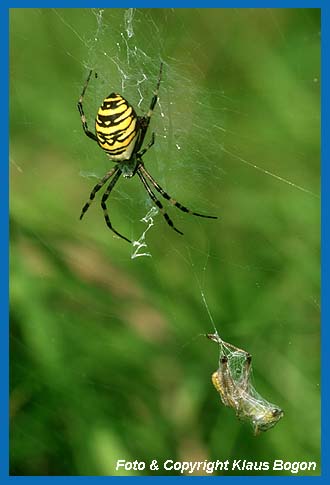 Wespenspinne (Argiope bruennichi)  mit Grashpfer als Beute