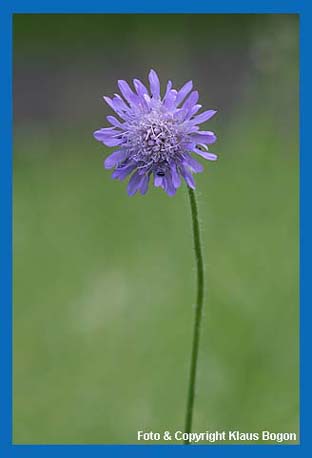 Die Wiesen-Knautie (Knautia arvensis) wird auch Acker-Witwnblume genannt.