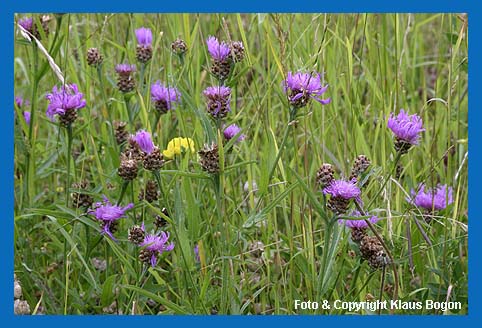 Wiesenflockenblume (Centaurea jacea) in der Mhwiese