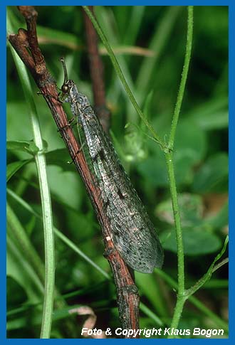 Ameisenjungfer (Myrmeleon formicarius) 