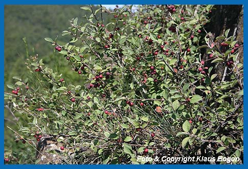 Auf trockenwarmen Steinbden wie dem Hagenstein  wchst die Gewhnliche Felsenmispel (Cotoneaster integerrimus) . Auch  sie ist giftig.