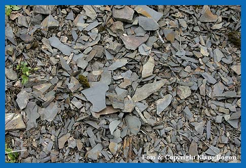 Die bereinanderliegenden Tonschieferplatten erwrmen sich im Sommer sehr stark, wodurch eine besiedelung mit Pflanzen kaum mglich ist.