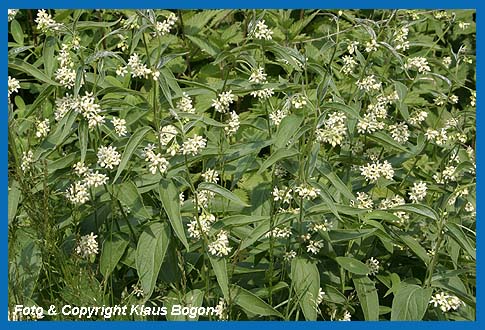 Die giftige Schwalbenwurz (Vincetoxicum hirundinaria)  ist eine Pflanze der trockenen Felsfluren und warmer Eichentrockenwlder