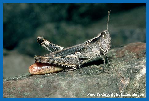 Der Steppengrahpfer (Chorthippus vagans) kommt in Nordhessen nur an wenigen Stellen vor.