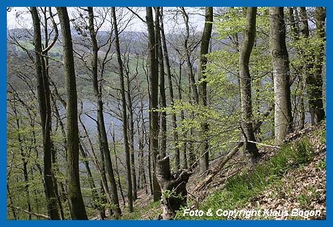 Mischwald aus Eiche, Buche und anderen Baumarten.