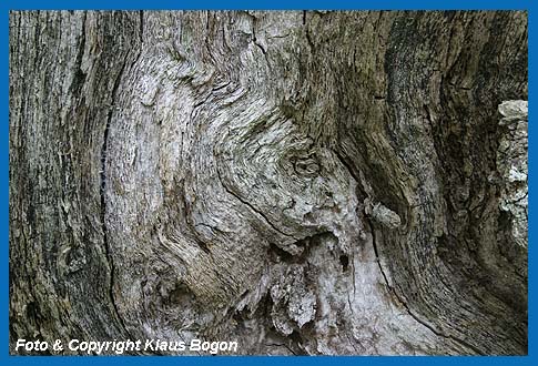 Die im Urwald lebenden Knome und Kobolde, sind nicht immer leicht zu entdecken.