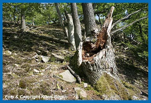 Nachdem die morsche Eiche vom Sturm gefllt wurde, bietet der briggebliebene Wurzelstock noch viele Jahre den Hirschkferlarven eine Nahrungsgrundlage.