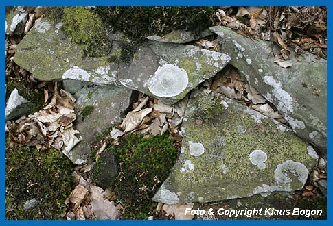 Die Grauwackeplatten an der Blockhalde sind im Laufe der Jahrzehnte von Krustenflechten berzogen wurden.