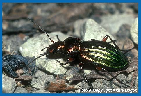 Goldglnzender Laufkfer (Carabus auronitens)