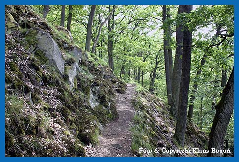 Der Wanderweg fhrt uns durch einen vom Menschen unbeeinflussten Naturwald.