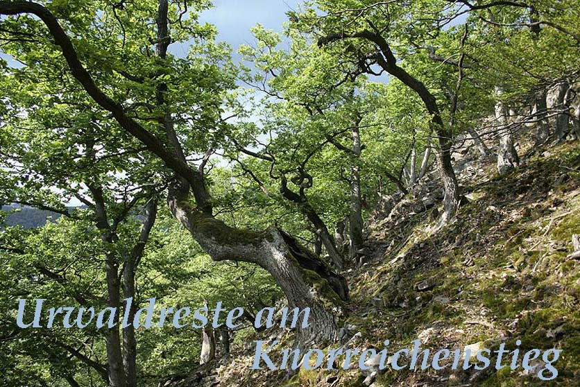 Uralte Eichen am Knorreichenstieg