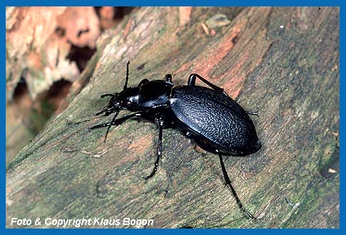 Lederlaufkfer (Carabus coriaceus)