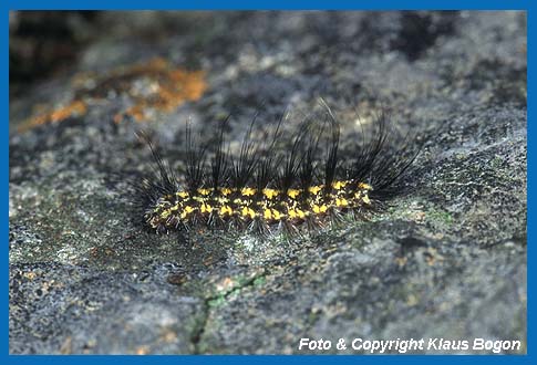 Die Raupe des Flechtenbr  (Nudaria mundana) frit auf Steinen wachsende Krustenflechten.