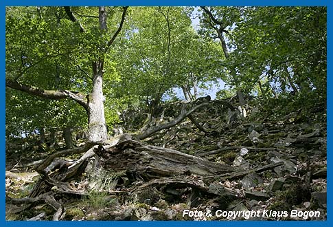 Lange Zeitrume wird es dauern, bis die entstandene Lcke durch einen neuen Baum geschlossen wird.