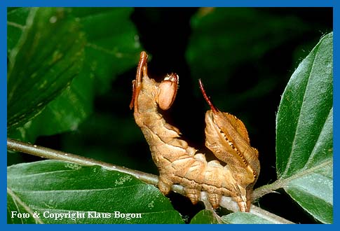 Die Raube des Buchenspinners (Stauropus fagi) in Schreckstellung.