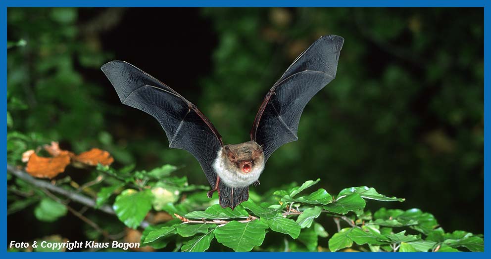 Fransenfledermaus durchfliegt einen Buchewald