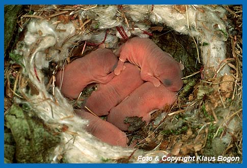 Blick in die Kinderstube der Haselmaus