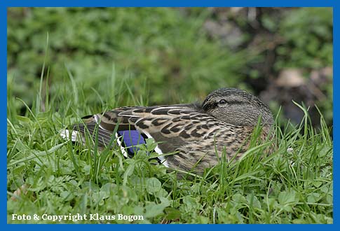 Am Bach ruhendes Stockentenweibchen