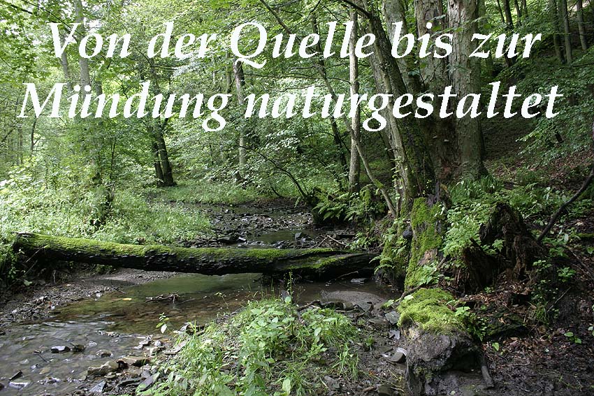 Banfe im Nationalpark Kellerwald