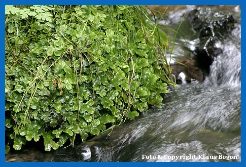 Brunnenlebermoos , Marchantia polymorpha