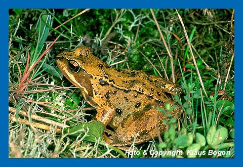 Grasfrsche finden im feuchten Erlenbruchwald optimale Lebensbedingungen