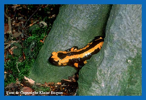 Feuersalamander verlt seine Hhle im Wurzelstoch einer Buche