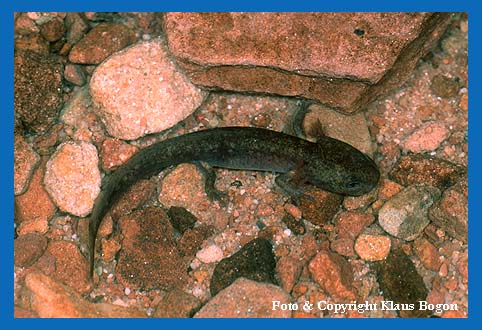 Feuersalamander-Larve auf dem Bachgrund