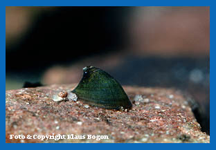 Flunapfschnecke (Ancylus fluviatilis)