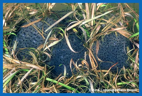 Grasfroschlaich in im Bereich einer trockenfallenden Altarmmulde